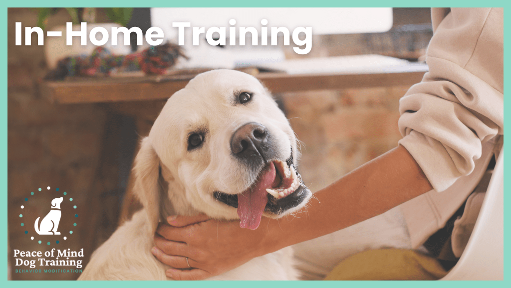 boost local google business profile product image - peace of mind dog training