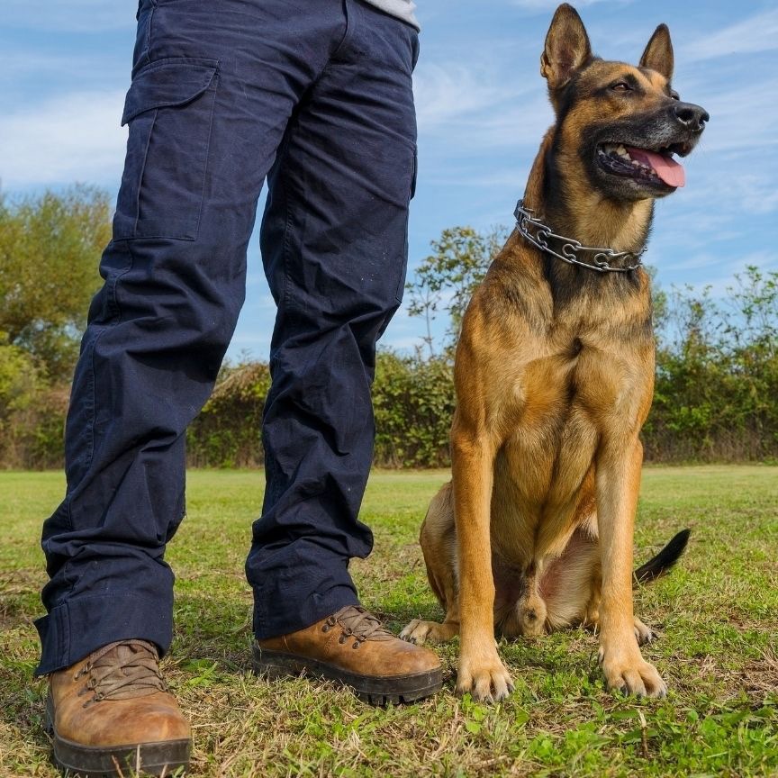 boost local digital marketing agency for pet industry and dog training service companies - marketing for dog trainers