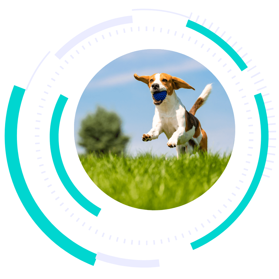 marketing for dog parks