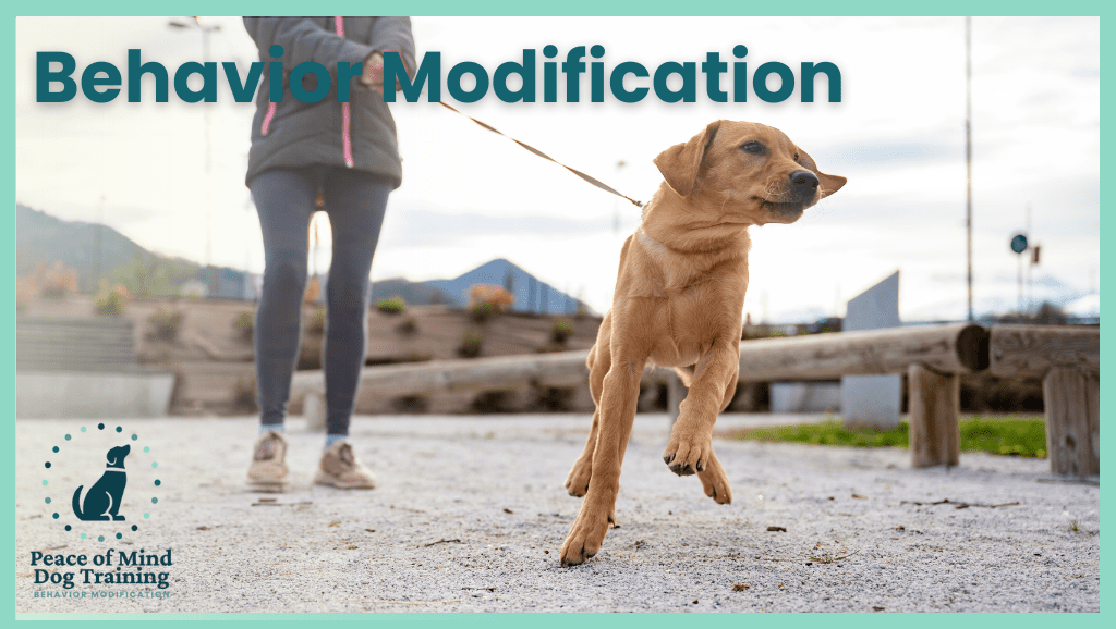 boost local google business profile product image - peace of mind dog training