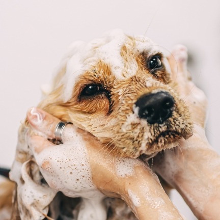 dog grooming marketing