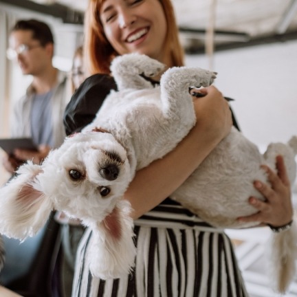 pet boarding marketing
