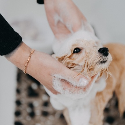 pet grooming marketing
