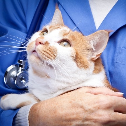 veterinarian marketing