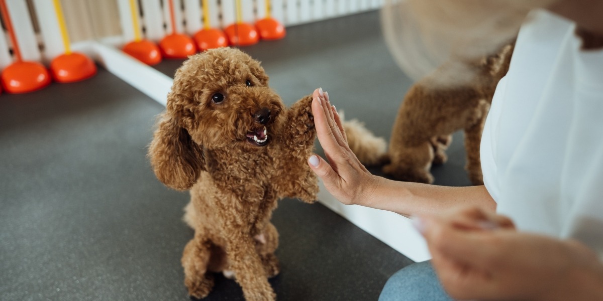 marketing for dog trainers
