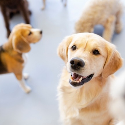 doggy daycare marketing