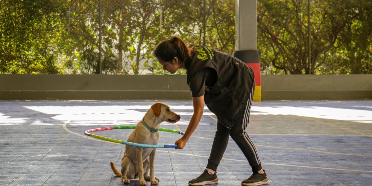 dog trainers