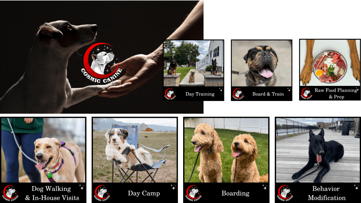 cosmic canine - pet care marketing - dog trainer marketing