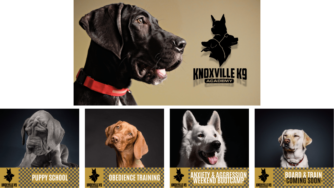 knoxville k9 academy - google business profile branding